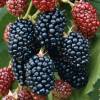 Blackberry, Thornless 'Jumbo'