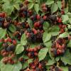 Blackberry, Thornless