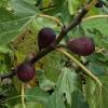 Fig Tree, dwarf