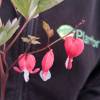 Bleeding Heart 'Valentine'