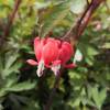 Bleeding Heart 'Valentine'