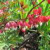 Bleeding Heart 'Valentine'