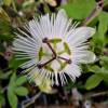Passion flower, White