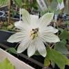 Passion flower, White