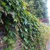 Ivy, five-leaved
