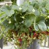 Strawberry plant 'Framberry', strawberry-raspberry