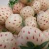 Strawberry plant 'Pineberry', white strawberry