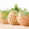 Strawberry plant 'Pineberry', white strawberry