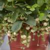 Strawberry plant 'Pineberry', white strawberry