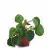 Pilea, Chinese Money plant