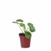 Pilea, Chinese Money plant