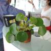 Pilea, Chinese Money plant