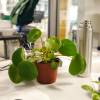 Pilea, Chinese Money plant