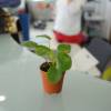 Pilea, Chinese Money plant