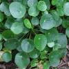 Pilea, Chinese Money plant