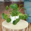 Pilea, Chinese Money plant