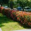 Photinia fraseri 'Carr Rouge'