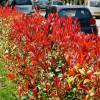 Photinia fraseri 'Carr Rouge'