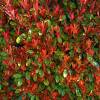 Photinia fraseri 'Carr Rouge'