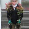 Photinia fraseri 'Carr Rouge'