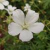 Geranium, sanguineum 'Album'