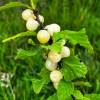 Cherry tree, Nanking white fruits