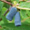 May Berry, Edible Honeysuckle