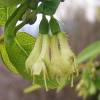 May Berry, Edible Honeysuckle