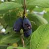 May Berry, Edible Honeysuckle