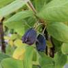 May Berry, Edible Honeysuckle