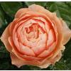 Rose 'Apricot Terrazza'