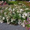 Rose 'Alba Meillandcor'
