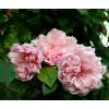 Rose 'Albertine'