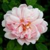 Rose 'Albertine'