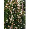 Rose 'Alchymist'