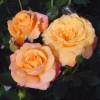 Rose 'Amber Flush'