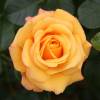 Rose 'Amber Flush'