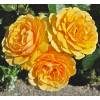 Rose 'Amber Queen'