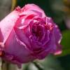 Rose 'Auguste Renoir'