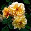 Rose 'Autumn Sunset'