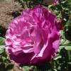 Rose 'Blue Eden'