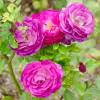 Rose 'Blue Eden'