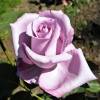 Rose 'Blue Girl'