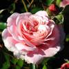 Rose 'Botticelli'