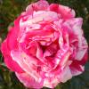 Rose 'Brocliande'