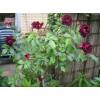 Rose 'Burgundy Ice'