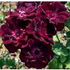 Rose 'Burgundy Ice'