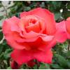 Rose 'Christophe Colomb'