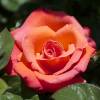Rose 'Christophe Colomb'