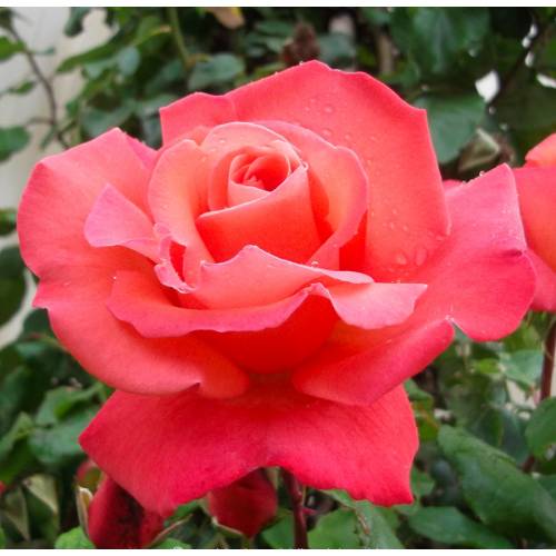 Rose 'Christophe Colomb' : buy Rose 'Christophe Colomb' / Rosa ...